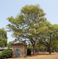 a man is sitting on a bench under a tree